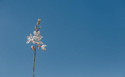 拼多多跨境Temu付费通跨境资金结算服务协议
