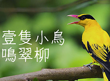 细鸣字体字体包在线下载，电商包装设计印花免费可商用